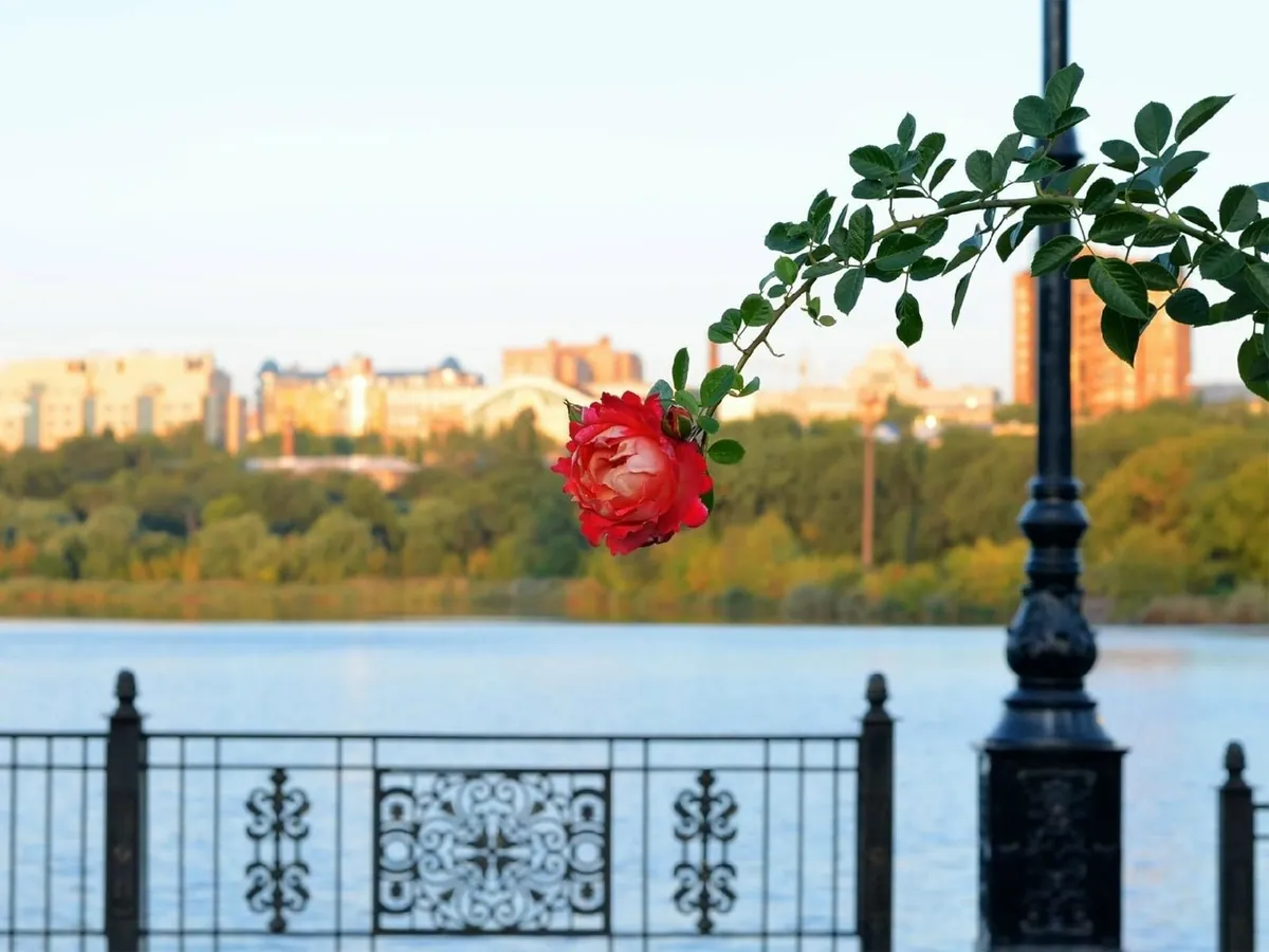 Троянди й лава · Донецьк