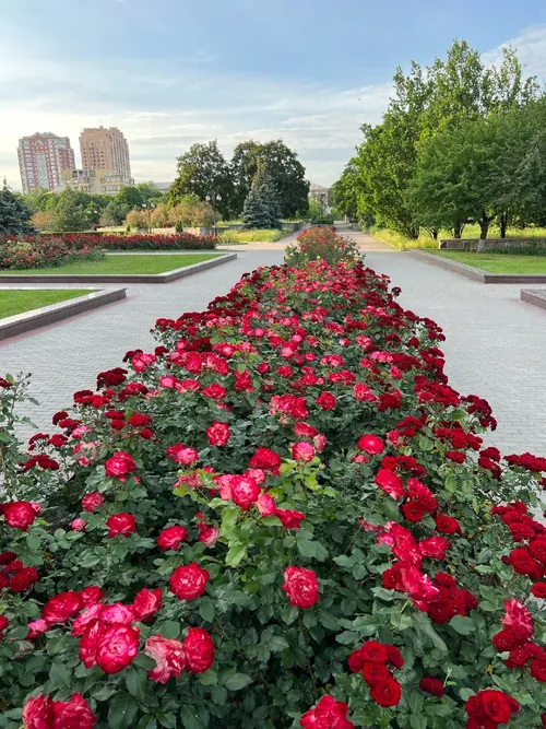 Проспект у трояндах · Донецьк