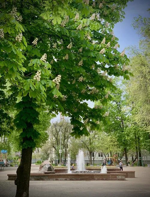 Київський район · парк, весна