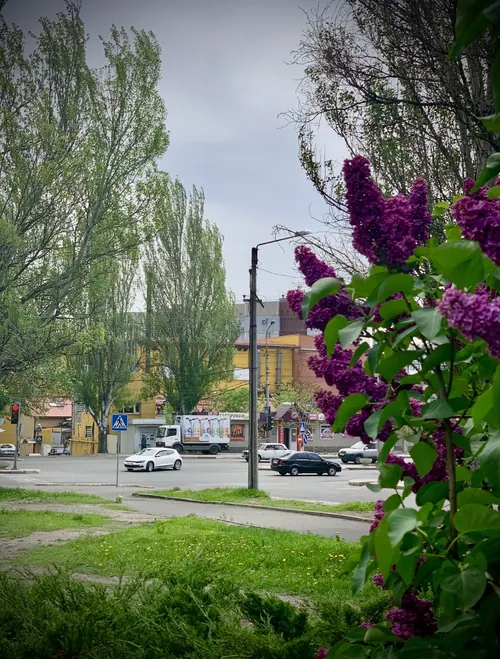 Київський район · бузок біля дороги