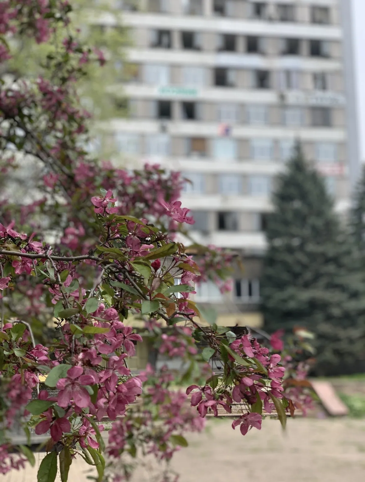 Київський район · квітуче дерево біля будинку