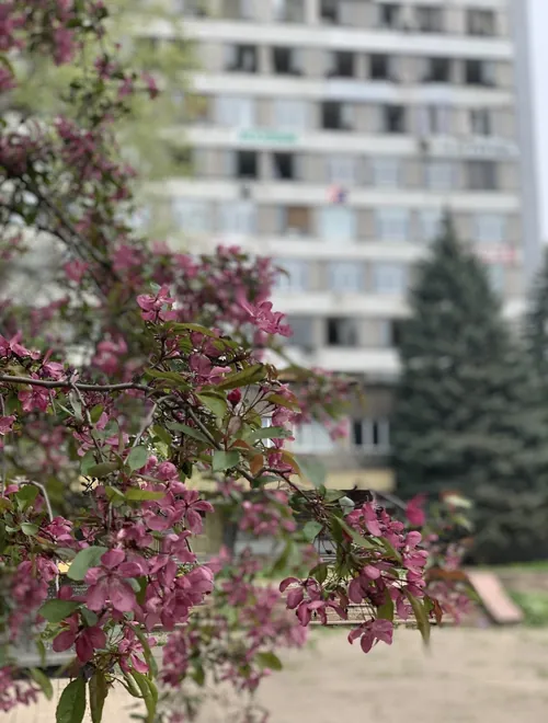 Київський район · квітуче дерево біля будинку