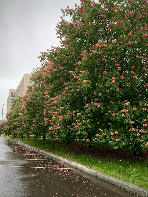 Бульвар Богдана Хмельницького · алея навесні